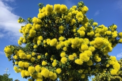 2019-04-29_14-51-26-scaled