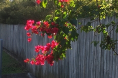 2019-06-12_14-57-32-scaled