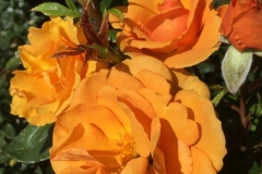 2019-07-20_03-49-29-scaled