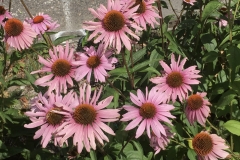 2019-07-27_15-22-39-scaled